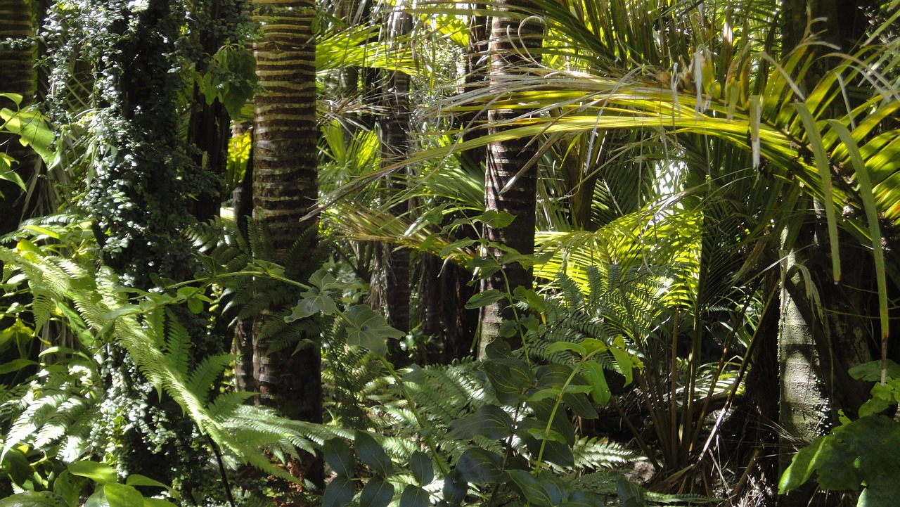 Forêts amazoniennes du Pérou : immersion nature totale découvrez la forêt amazonienne, le plus grand écosystème tropical du monde, abritant une biodiversité exceptionnelle et jouant un rôle essentiel dans la régulation du climat global.