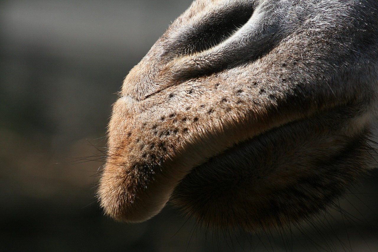 Safari photo en Afrique : conseils pour réussir ses clichés découvrez l'art de la photographie de safari : capturez la beauté sauvage et les moments uniques de la faune africaine lors de vos aventures.