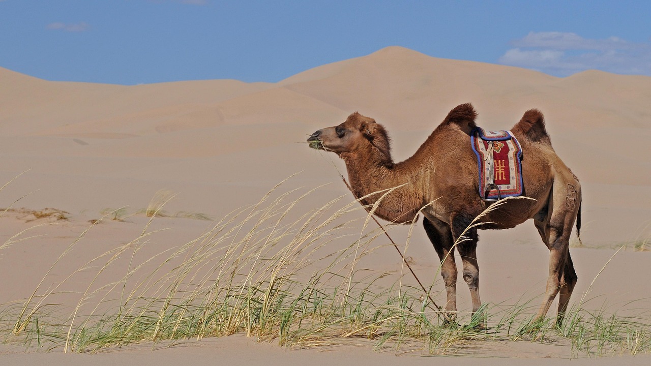 Nuit chez l'habitant en Mongolie : immersion totale garantie découvrez l'expérience authentique d'un séjour chez l'habitant en mongolie. vivez la culture locale, partagez la vie quotidienne des familles mongoles et explorez des paysages à couper le souffle.